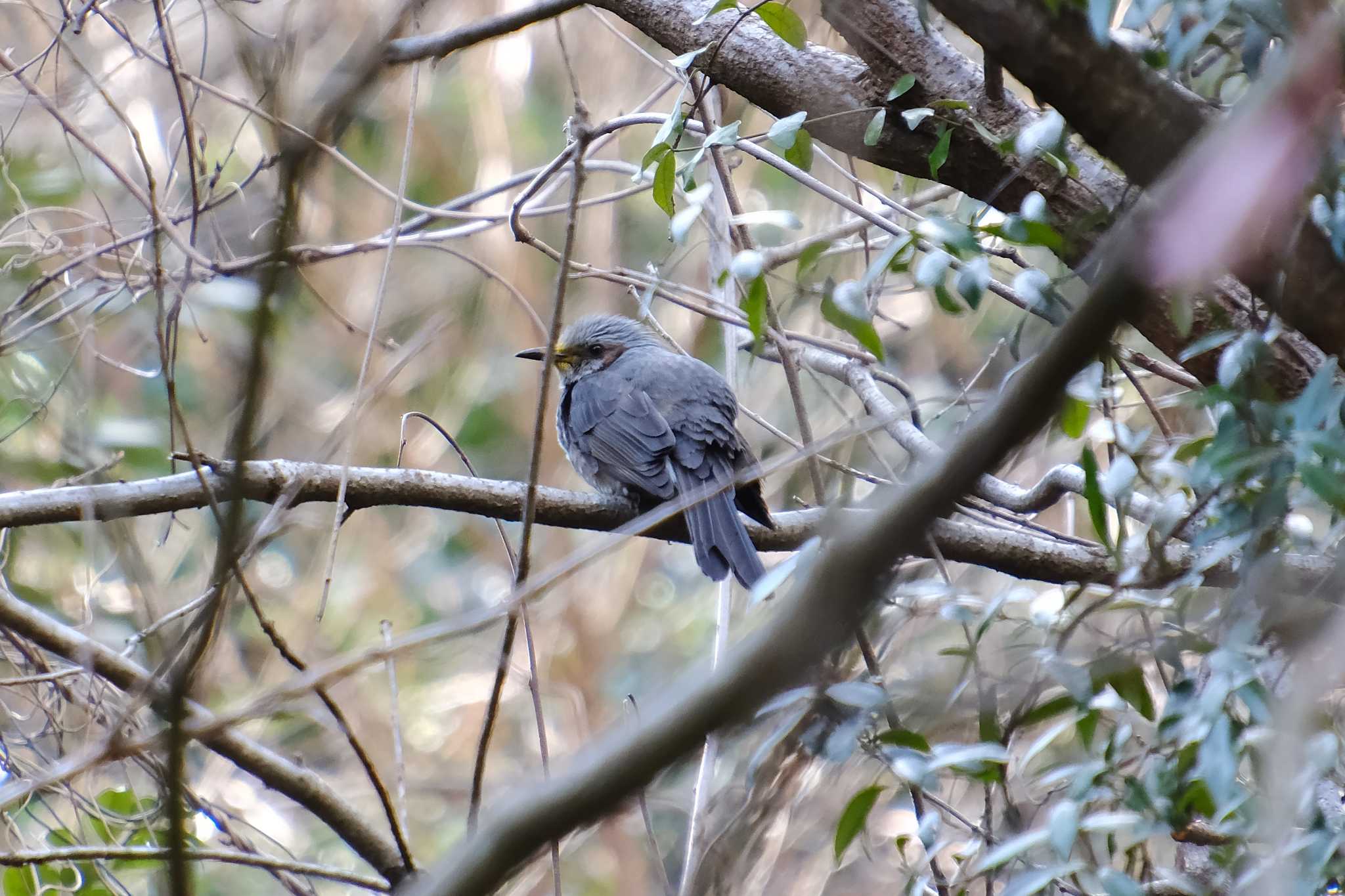 Photo of Brown-eared Bulbul at 小木津山自然公園 by MNB EBSW