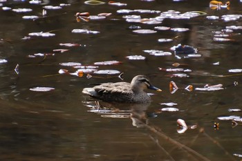 カルガモ 小木津山自然公園 2023年3月15日(水)