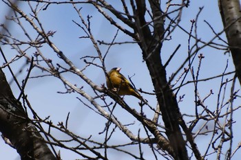 Grey-capped Greenfinch 小木津山自然公園 Wed, 3/15/2023