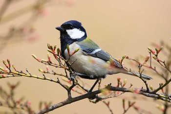 シジュウカラ じゅん菜池緑地(千葉県) 2023年3月15日(水)