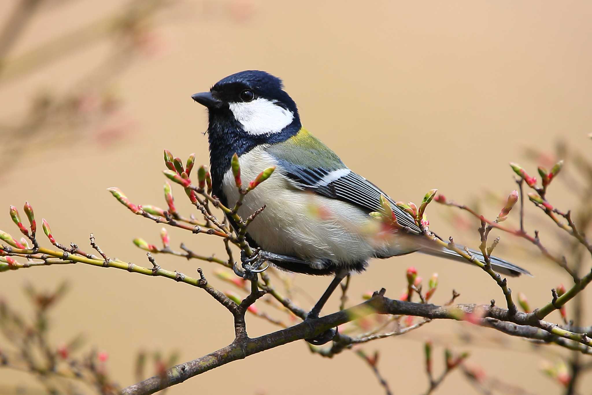 Photo of Japanese Tit at じゅん菜池緑地(千葉県) by uraku