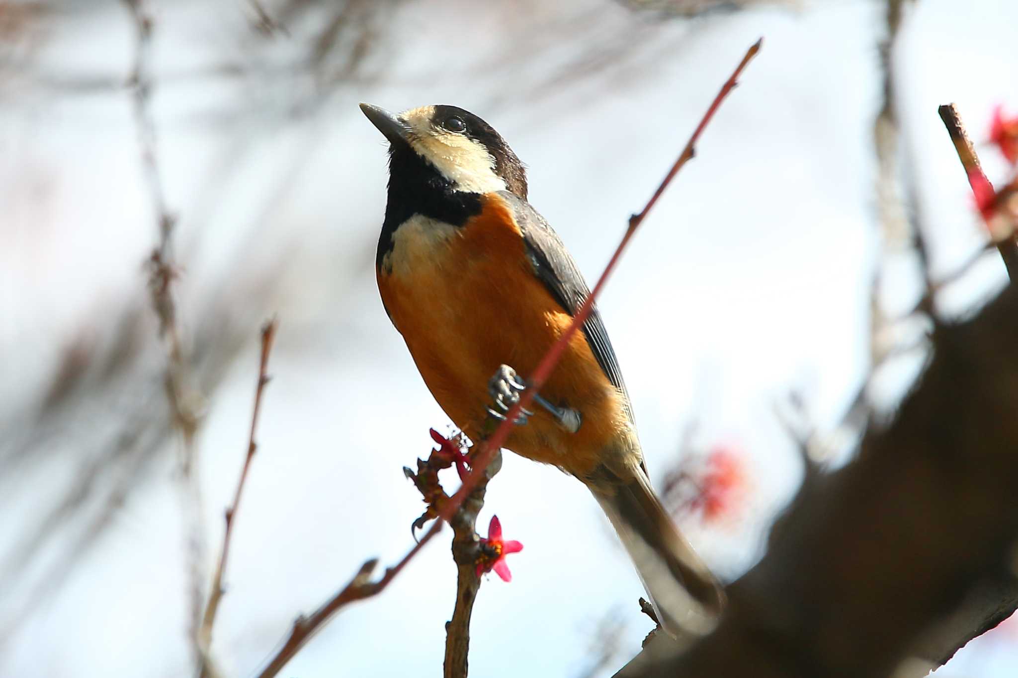 Photo of Varied Tit at じゅん菜池緑地(千葉県) by uraku