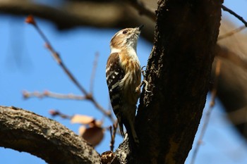 Japanese Pygmy Woodpecker じゅん菜池緑地(千葉県) Wed, 3/15/2023