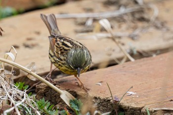 Masked Bunting Maioka Park Sun, 3/12/2023