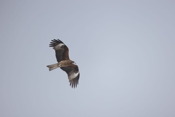 Black Kite 札幌モエレ沼公園 Wed, 3/15/2023