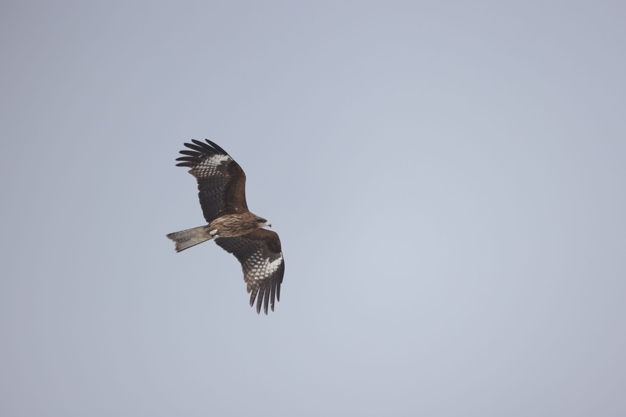 Black Kite