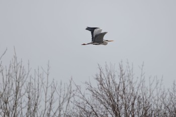 Grey Heron 札幌モエレ沼公園 Wed, 3/15/2023