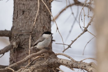 Marsh Tit 札幌モエレ沼公園 Wed, 3/15/2023