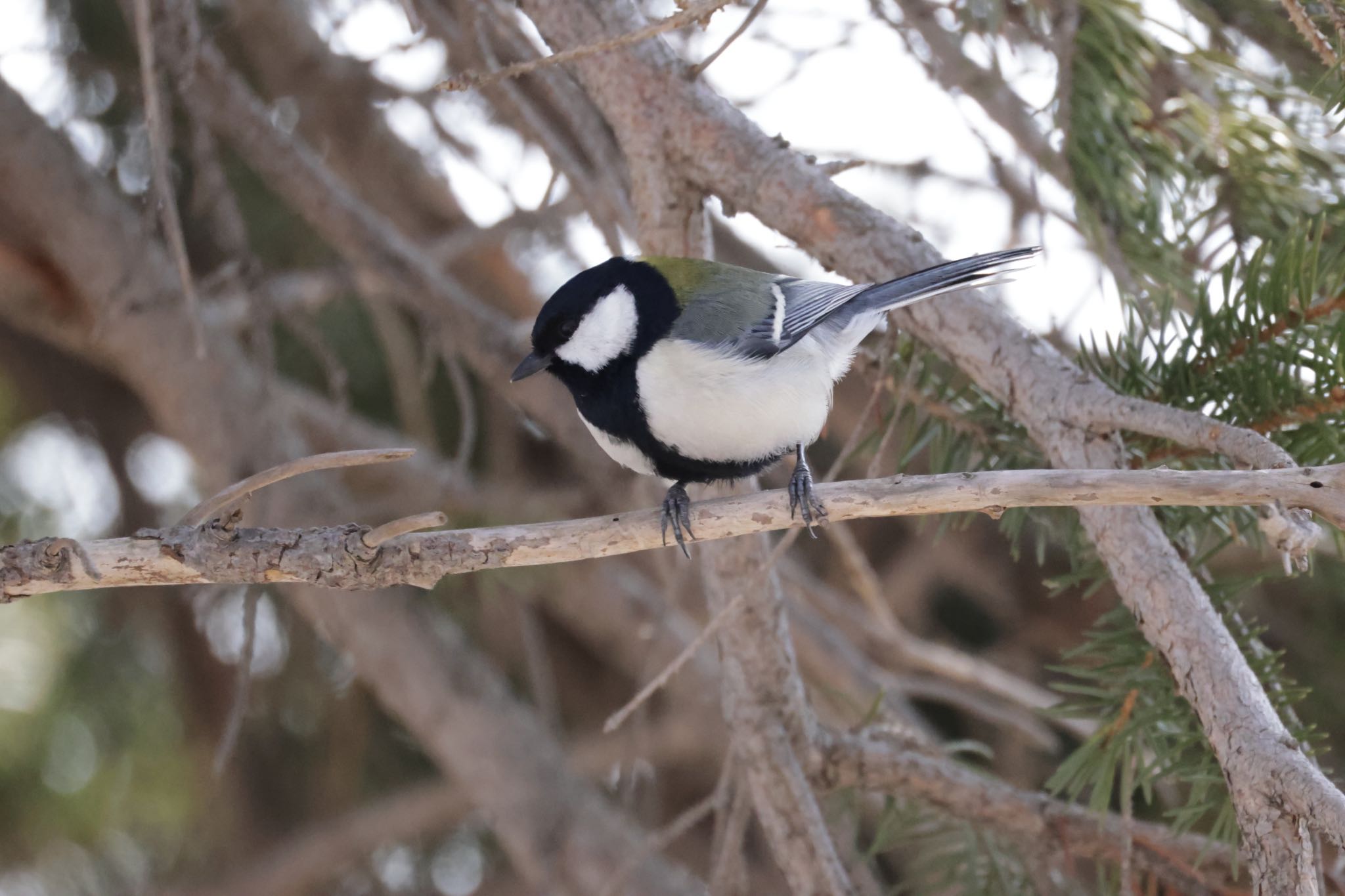 Japanese Tit