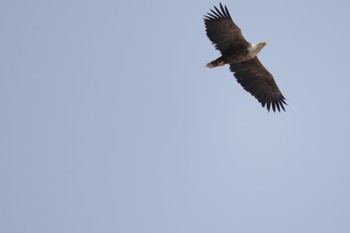 White-tailed Eagle 札幌モエレ沼公園 Wed, 3/15/2023