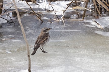 Dusky Thrush 札幌モエレ沼公園 Wed, 3/15/2023