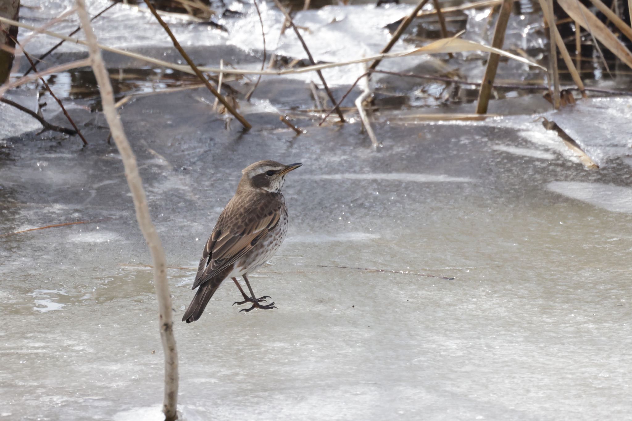 Dusky Thrush