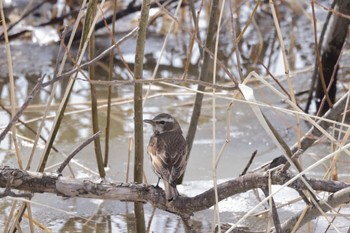 Dusky Thrush 札幌モエレ沼公園 Wed, 3/15/2023