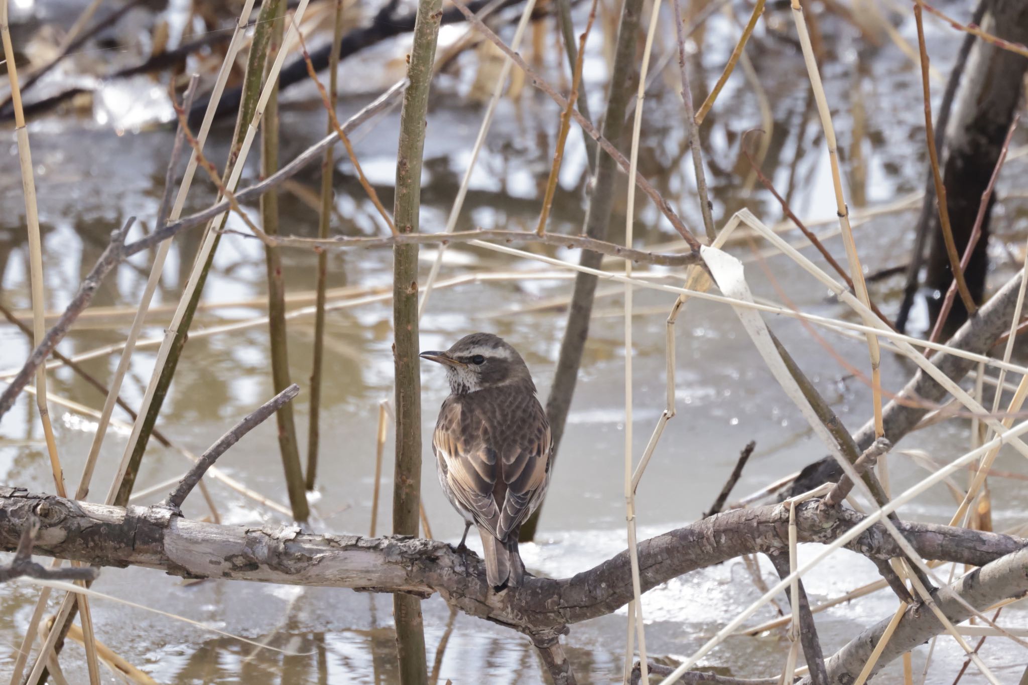 Photo of Dusky Thrush at 札幌モエレ沼公園 by will 73