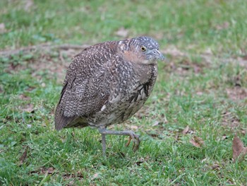 ズグロミゾゴイ 大安森林公園 2023年3月13日(月)