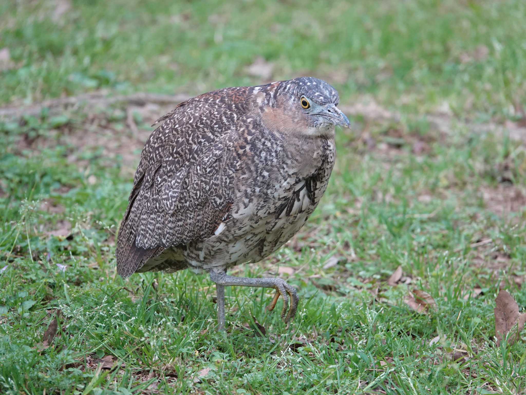 Photo of Malayan Night Heron at 大安森林公園 by ぴろり