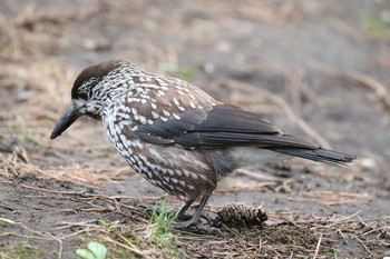 Spotted Nutcracker Miharashi Park(Hakodate) Thu, 5/10/2018