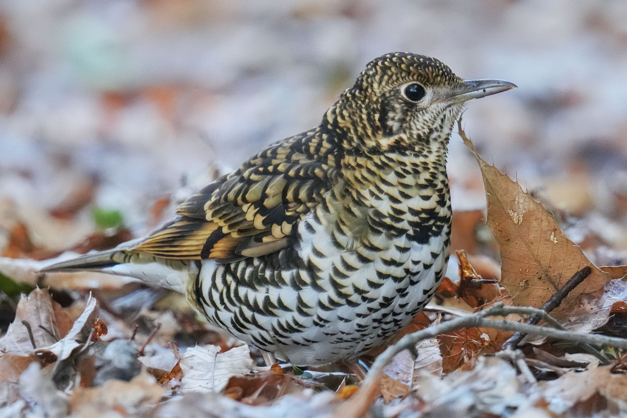 White's Thrush