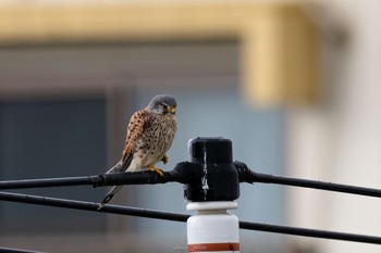 チョウゲンボウ 江戸川 2023年3月6日(月)