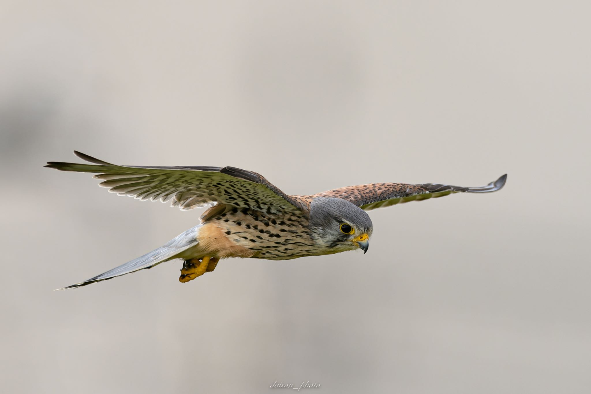 Common Kestrel