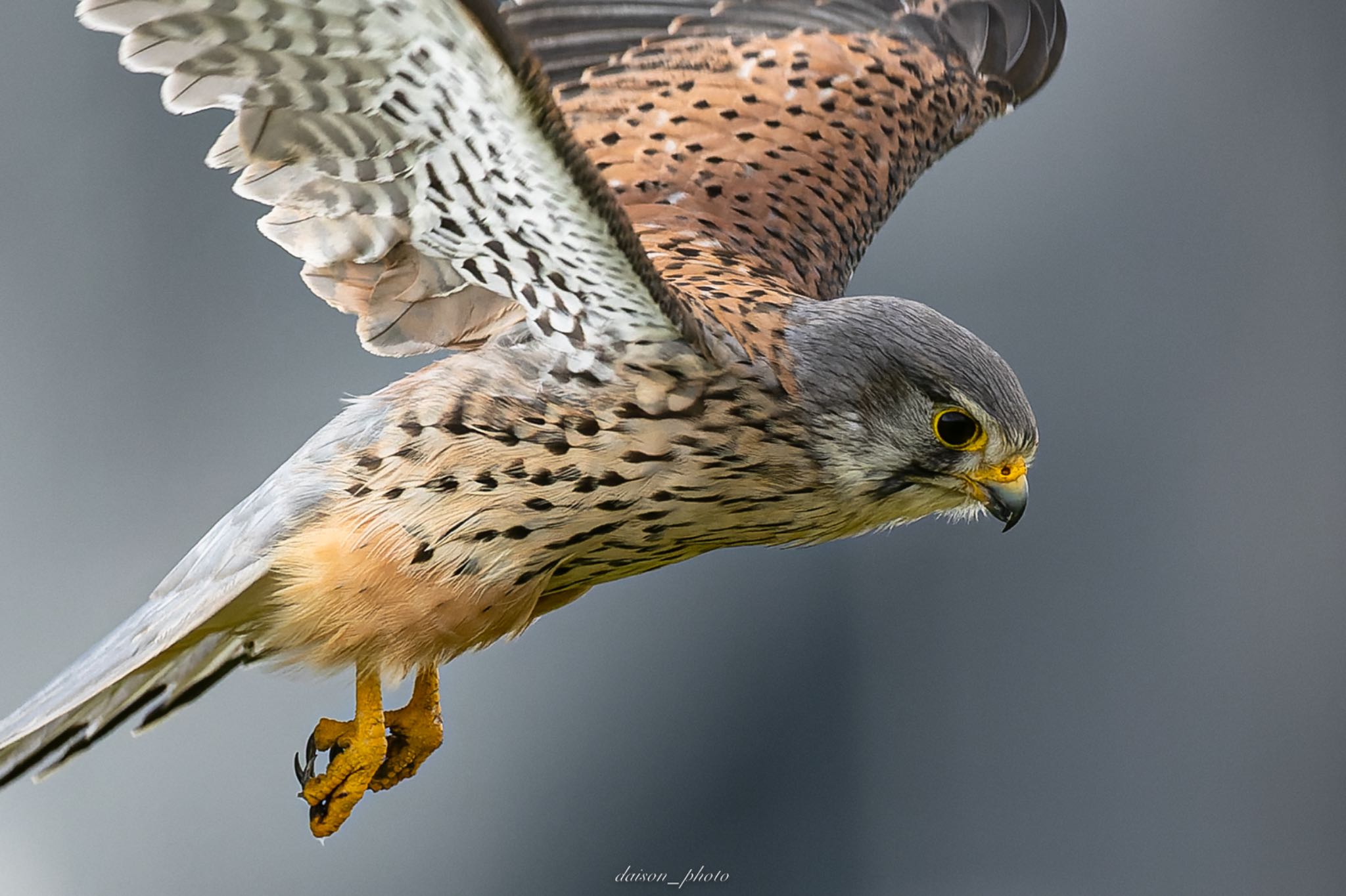 Common Kestrel