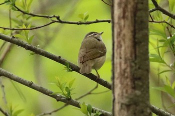 Eastern Crowned Warbler Miharashi Park(Hakodate) Thu, 5/10/2018