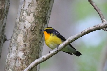 キビタキ 北海道 函館市 見晴公園 2018年5月10日(木)