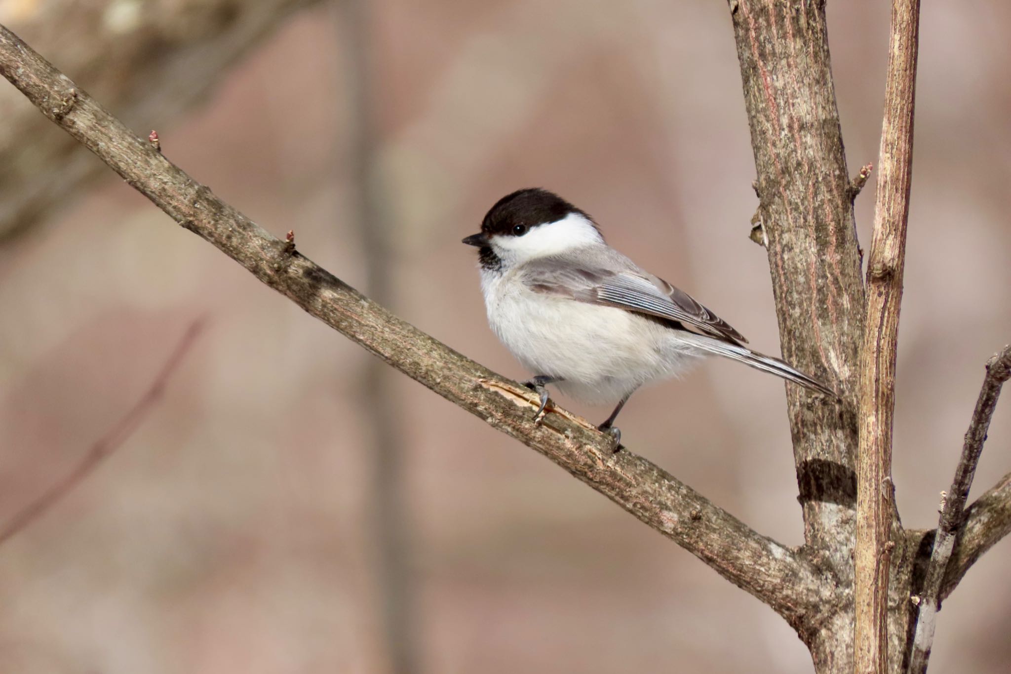 Willow Tit