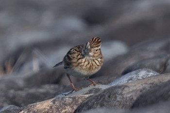 Eurasian Skylark 狭山湖 Sat, 2/18/2023