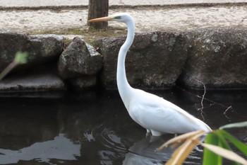 ダイサギ 黒川清流公園 2023年3月5日(日)