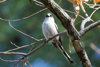 2023年3月15日(水) 大阪府の野鳥観察記録