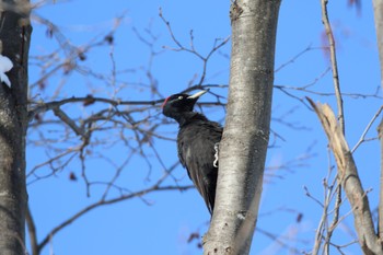 Black Woodpecker Makomanai Park Sun, 1/22/2023