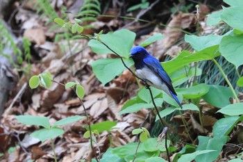 Blue-and-white Flycatcher Miharashi Park(Hakodate) Thu, 5/10/2018