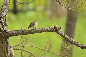 Asian Brown Flycatcher Miharashi Park(Hakodate) Thu, 5/10/2018