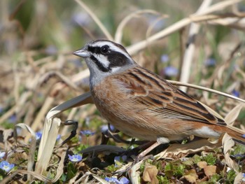 Meadow Bunting 多々良沼 Sat, 3/4/2023