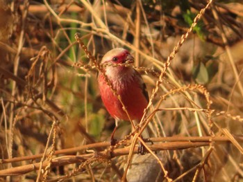 2023年3月15日(水) 北本自然観察公園の野鳥観察記録