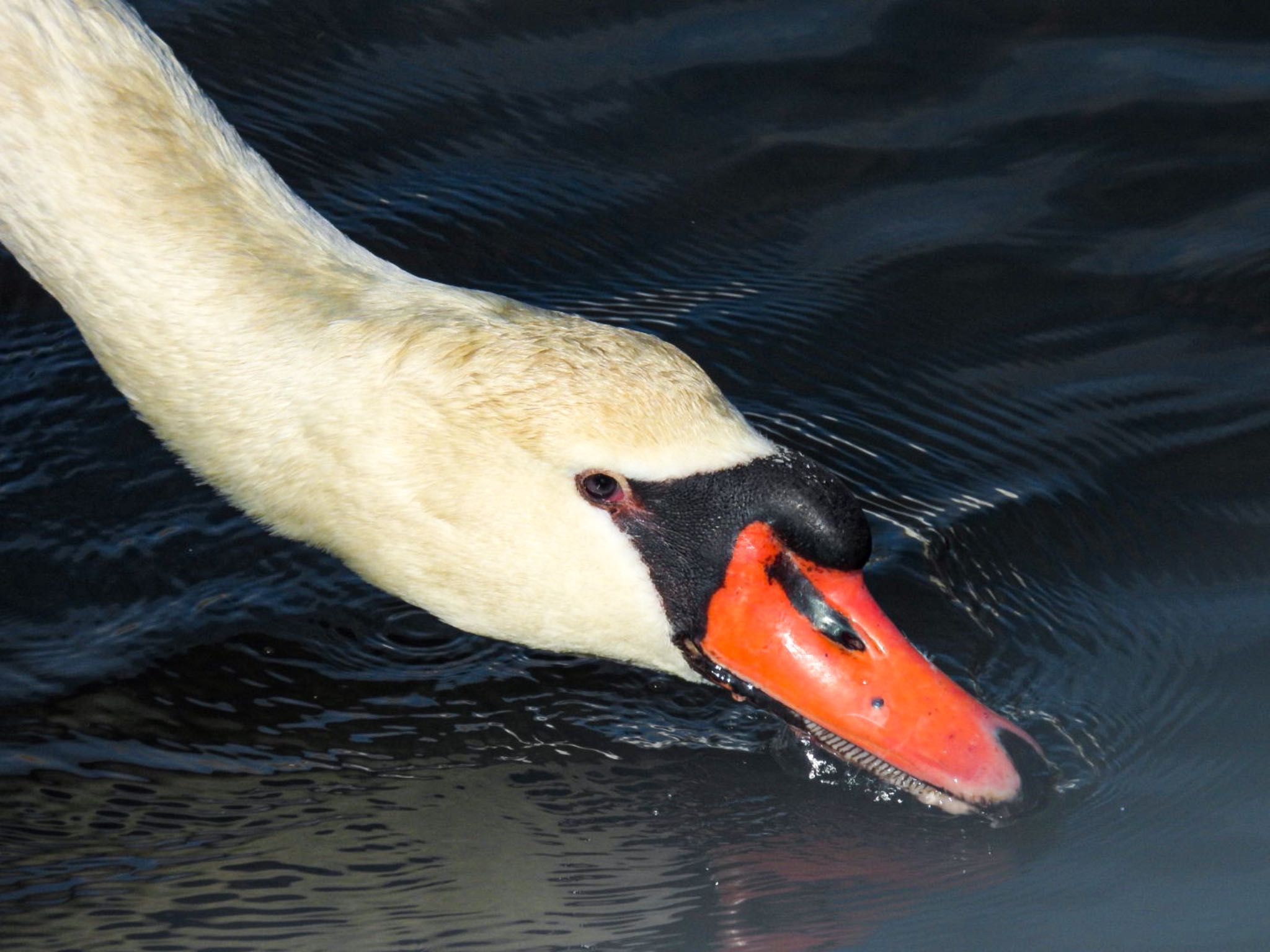 Photo of Mute Swan at 加茂湖 by ぽちゃっこ