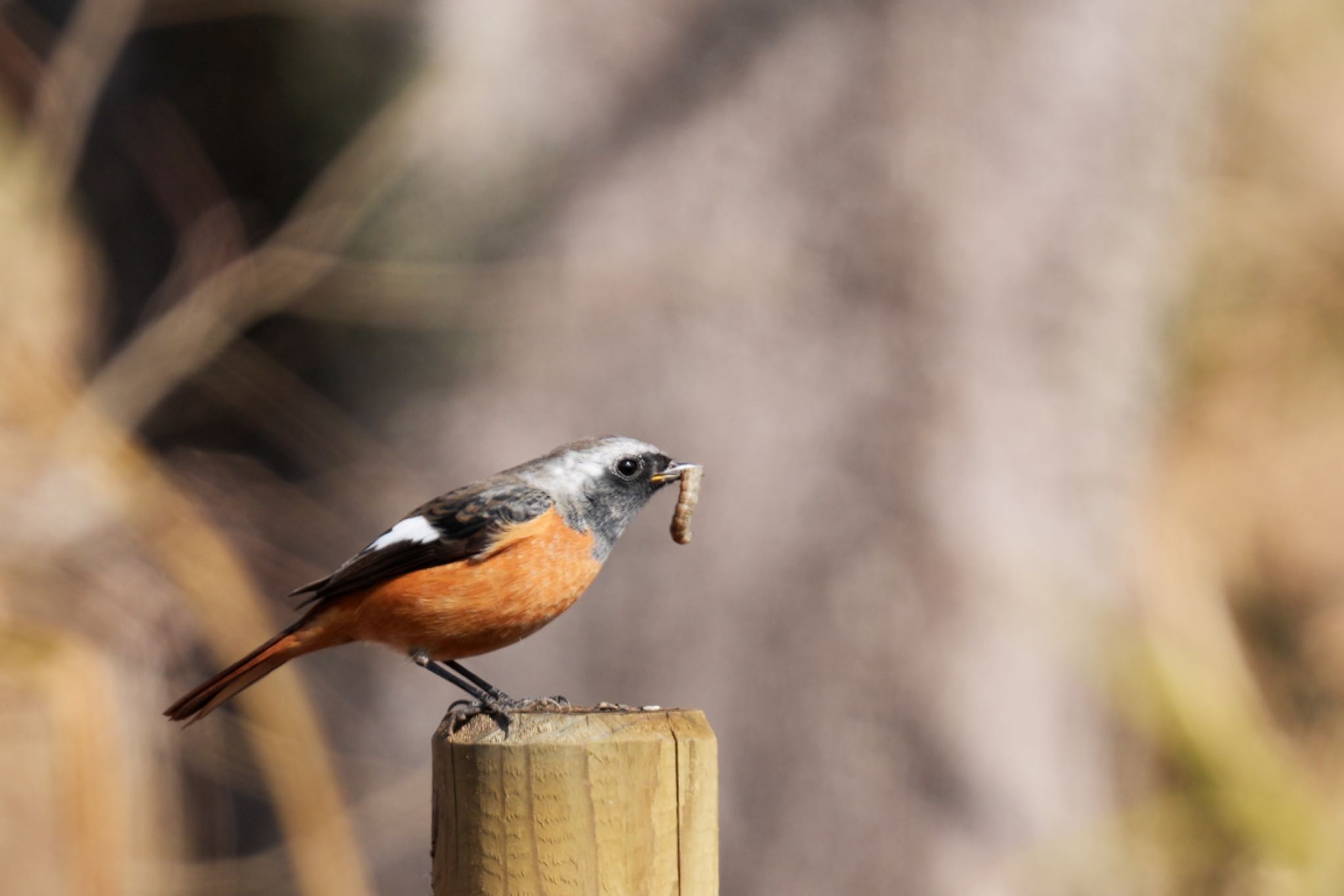 Photo of Daurian Redstart at 狭山湖 by アポちん