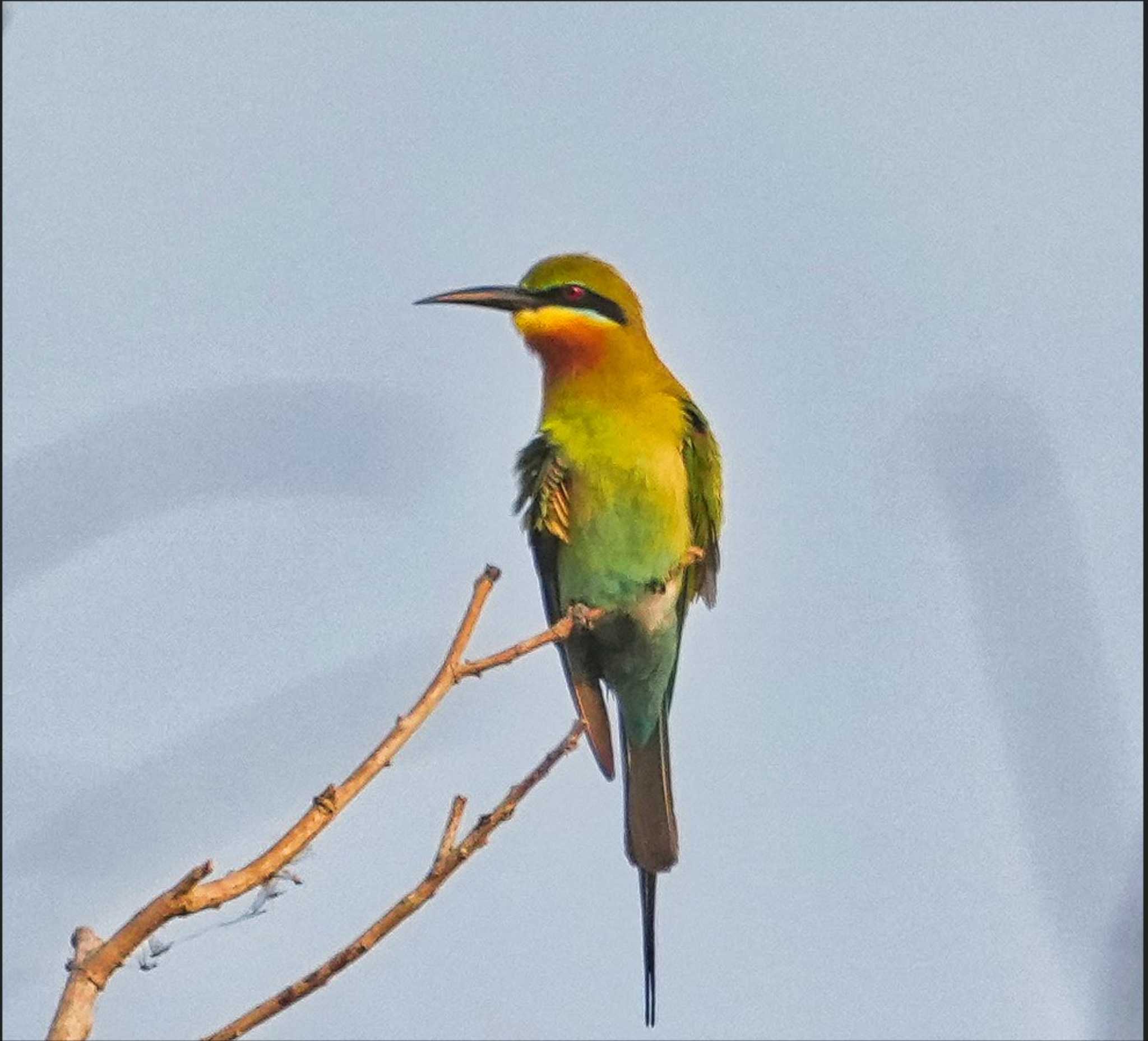 Blue-tailed Bee-eater