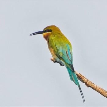 Wed, 3/15/2023 Birding report at Bang Phra Non-Hunting area