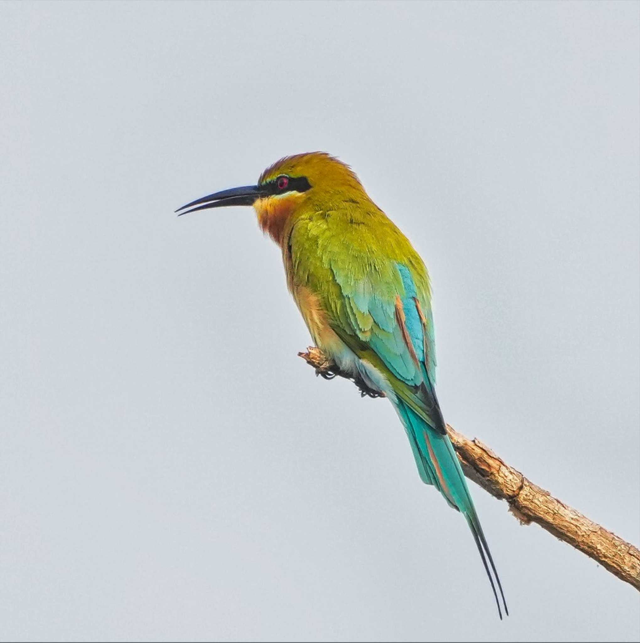 Photo of Blue-tailed Bee-eater at Bang Phra Non-Hunting area by span265