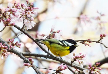 Yellow-bellied Tit 大宮八幡宮 Wed, 3/15/2023