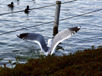 2023年3月15日(水) 不忍池(上野恩賜公園)の野鳥観察記録