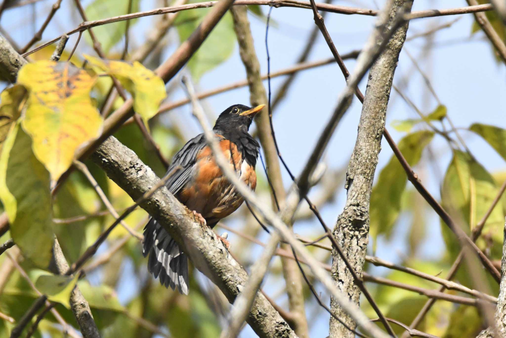 Black-breasted Thrush