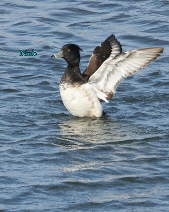 Tufted Duck Unknown Spots Wed, 3/15/2023