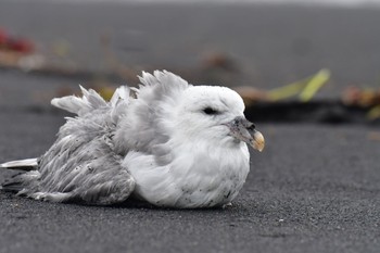 Northern Fulmar Vík Wed, 9/7/2022