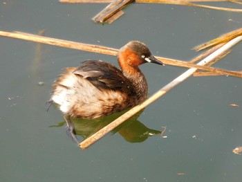 2023年3月15日(水) 井の頭公園の野鳥観察記録