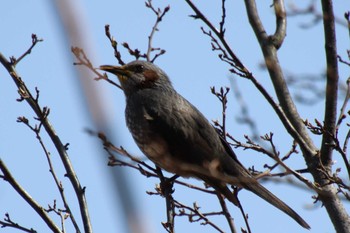 Brown-eared Bulbul 京都府立植物園 Tue, 3/14/2023