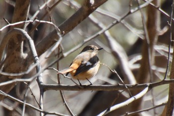 Daurian Redstart 京都府立植物園 Tue, 3/14/2023