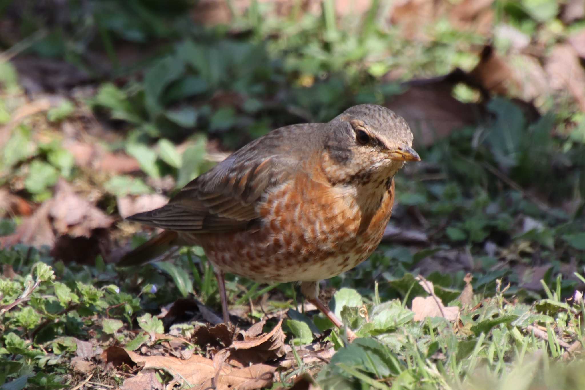 ハチジョウツグミ